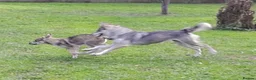 Tamaskan dogs for sale: Leo now available. Fully vac and embarked - Advert 8