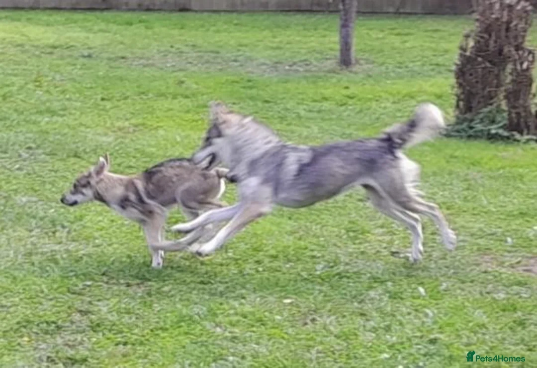 Tamaskan dogs for sale: Leo now available. Fully vac and embarked - Advert 8