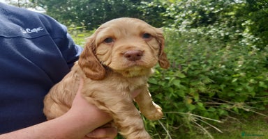 Cocker Spaniel dogs - Advert 8