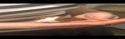 Guinea Pig rodents for sale: Baby guinea pigs available to reserve  - Advert 3
