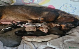 Dachshund dogs for sale: 7 beautiful dachshunds puppys - Image 38