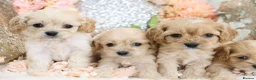 Cavapoo dogs for sale: *HEALTH TESTED*  F1 Cavapoos - Advert 18