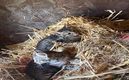Bengal cats for sale: Beautiful farm reared bengals  - Image 3