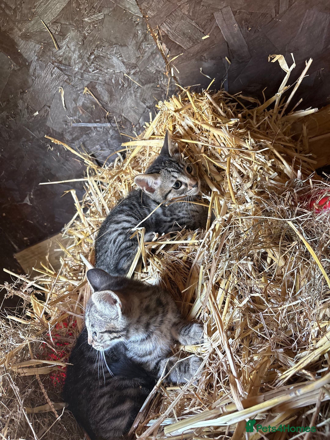 Bengal cats for sale: Beautiful farm reared bengals  - Image 3