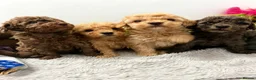 Poodle dogs for sale: Miniature poodle pups dna clear merle and apricot in Alford - Advert 8