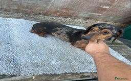 Dachshund dogs for sale: Miniature dachshund - Image 14