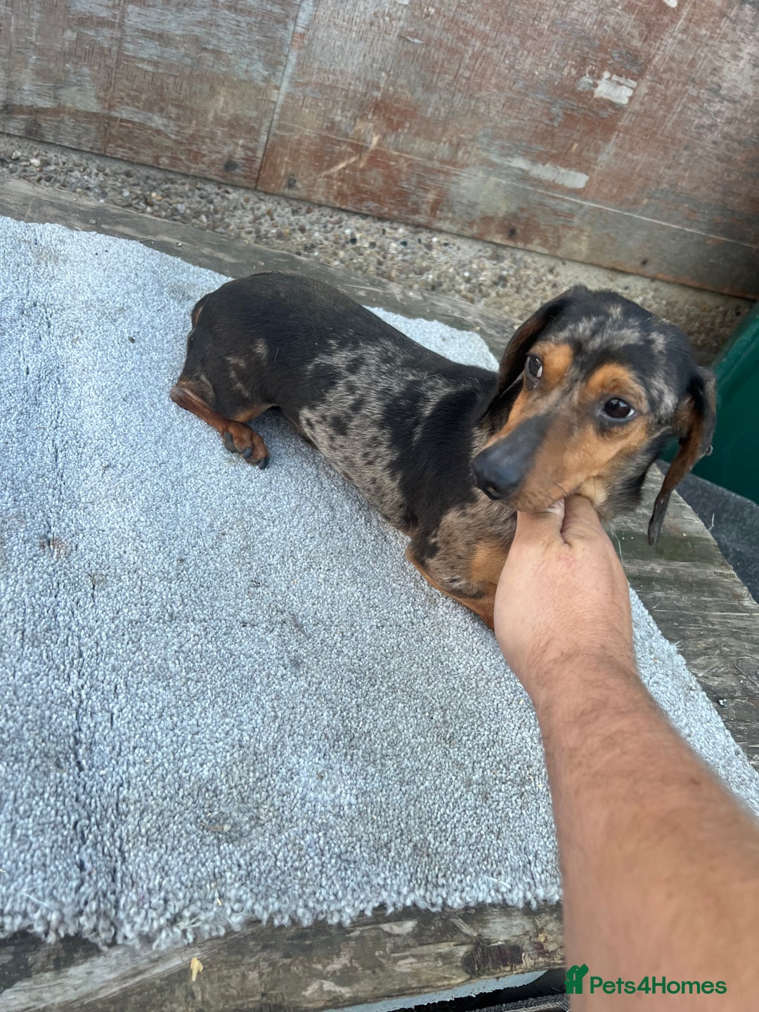 Dachshund dogs for sale: Miniature dachshund - Image 14