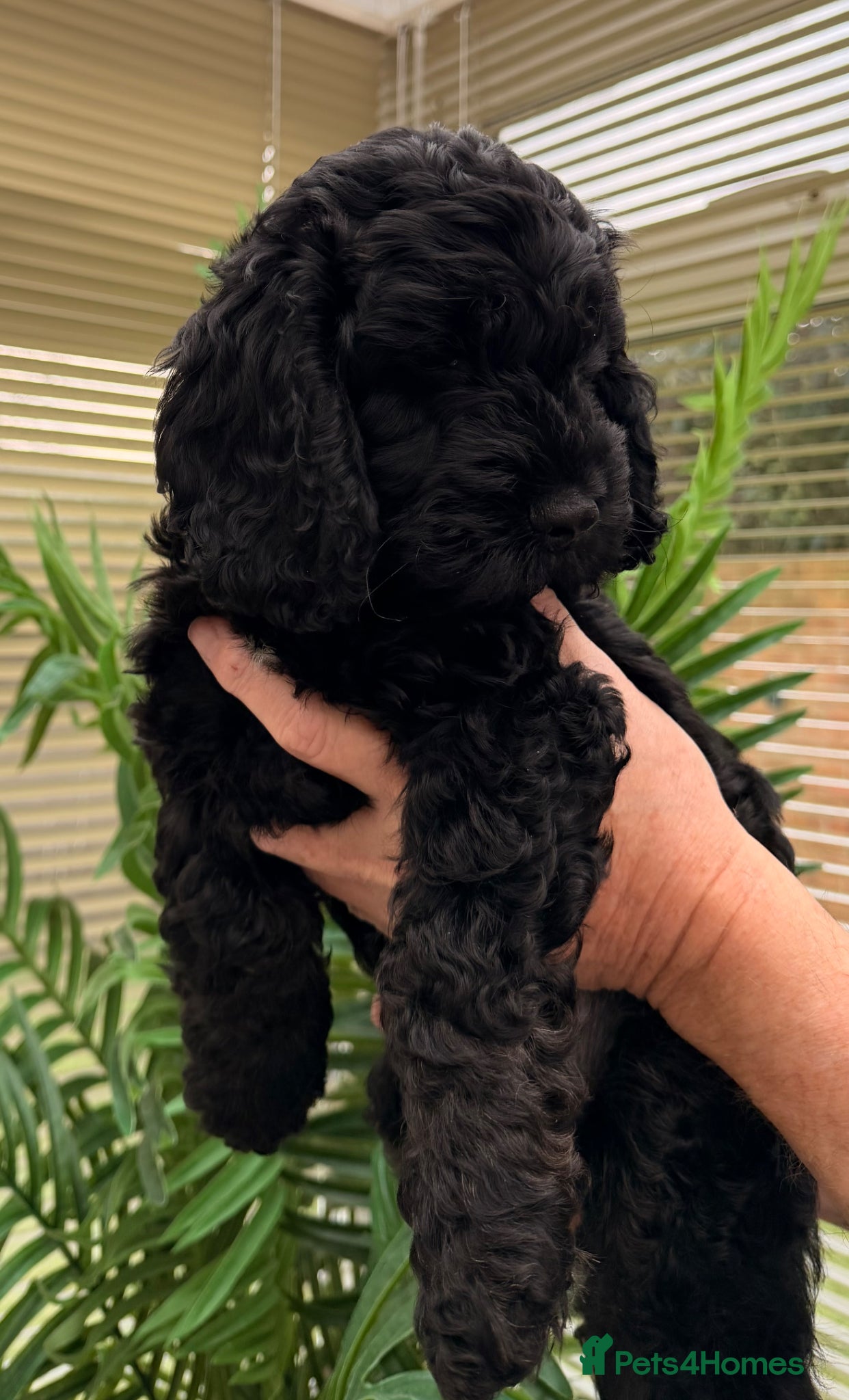 Cockapoo dogs F1 Cockapoo Puppies - Advert 17