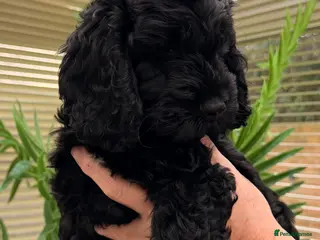 Cockapoo dogs F1 Cockapoo Puppies - Advert 1