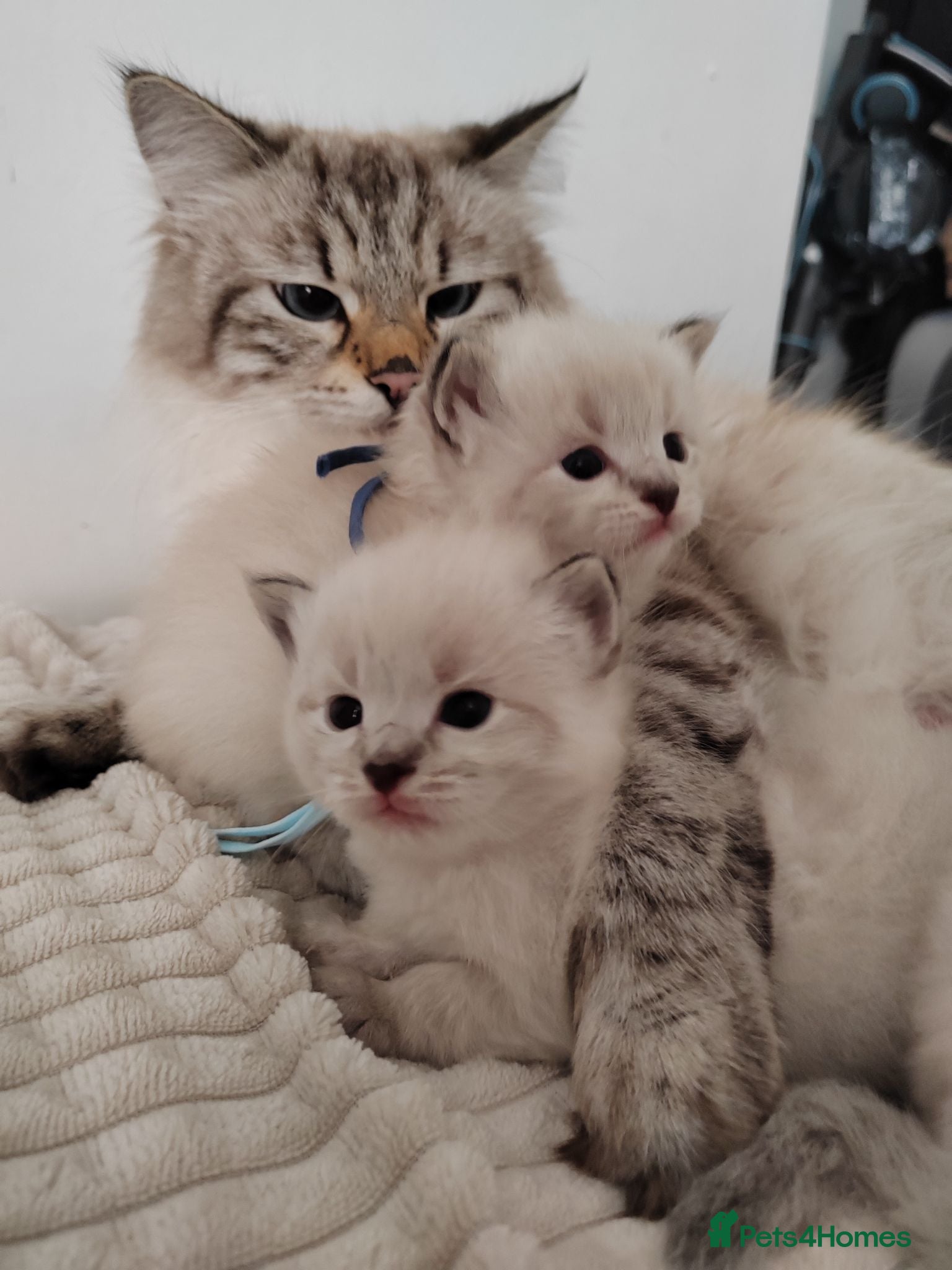 Ragdoll cats Adorable Ragdoll x Siberian mix kittens - Advert 1