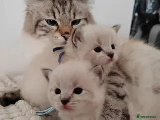 Ragdoll cats Adorable Ragdoll x Siberian mix kittens - Advert 11