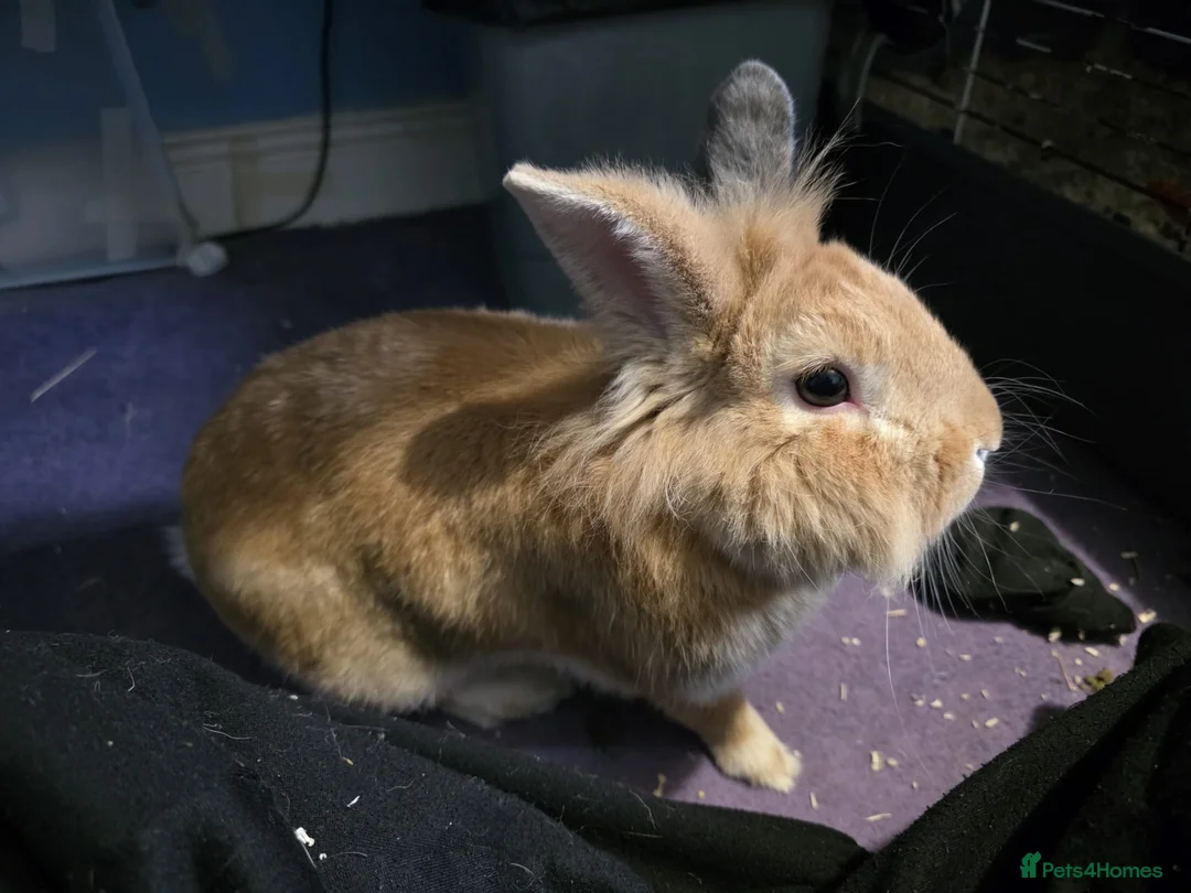Lionhead rabbits for sale: Lionhead male - Advert 1