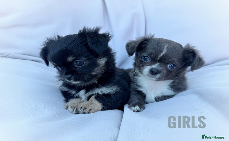 Chihuahua dogs - Advert 1