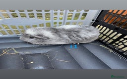 Guinea Pig rodents for sale: Baby guinea pigs for sale, various breeds - Image 7