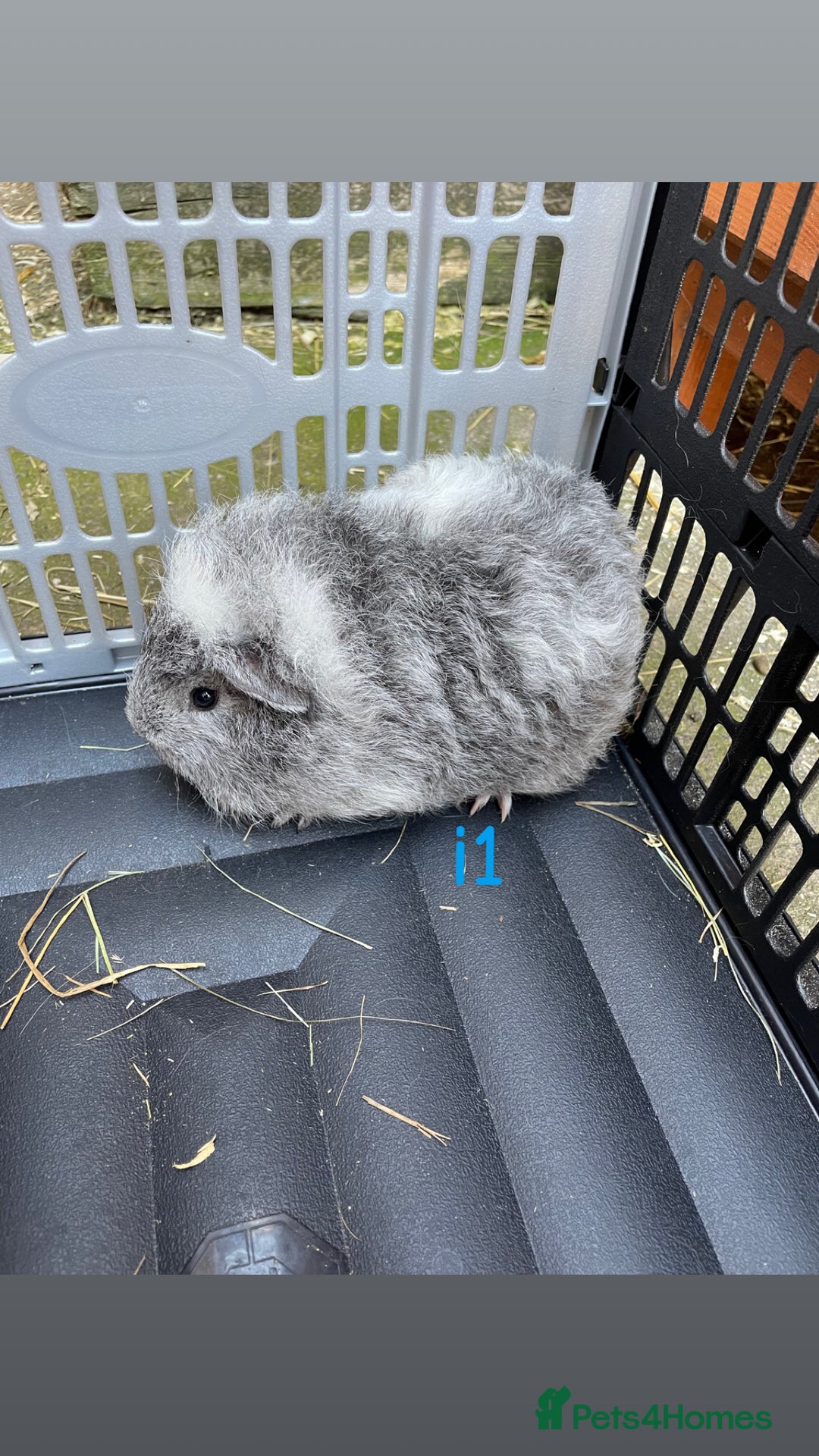 Guinea Pig rodents for sale: Baby guinea pigs for sale, various breeds - Image 7