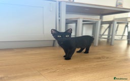 Bombay cats for sale: Female black cat  - Image 1