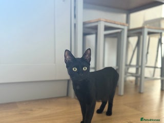 Bombay cats for sale - Advert 1