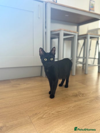 Bombay cats - Advert 1