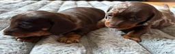 Miniature Dachshund dogs for sale: Two miniature dachshund  - Advert 10