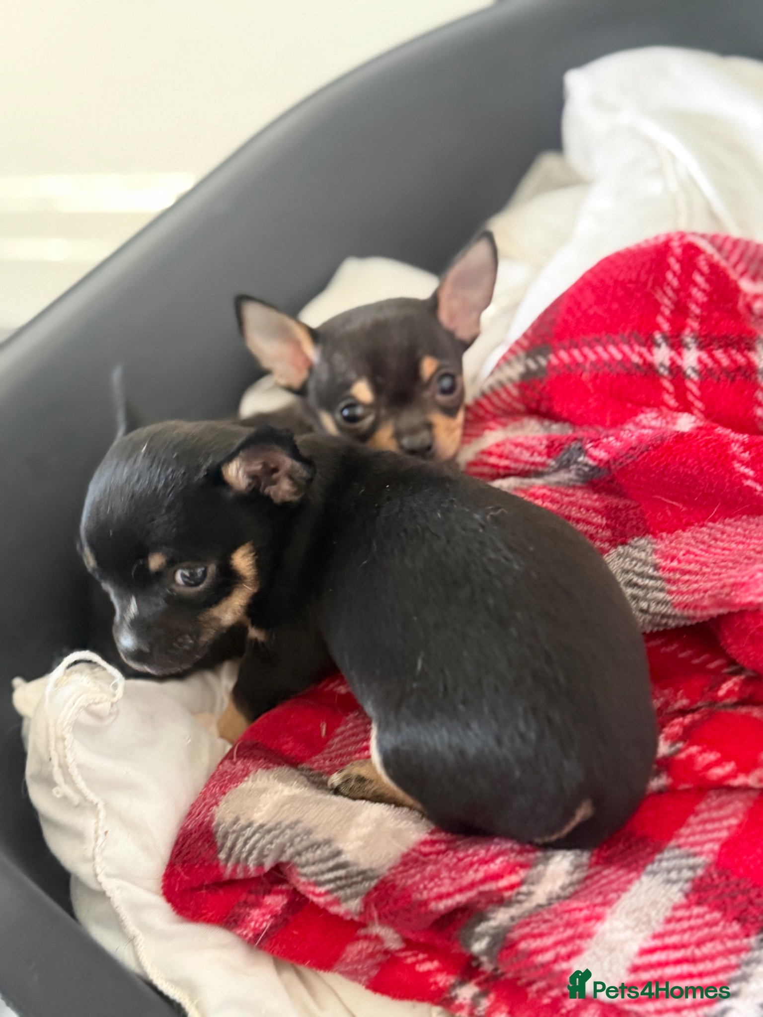 Chihuahua dogs Pablo and Diego  - Advert 4