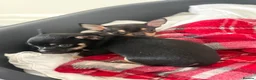 Chihuahua dogs for sale: Pablo and Diego  in Bolton - Advert 1