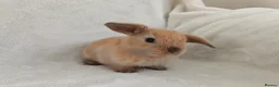 Mini Lop rabbits for sale: Beautiful Mini Lop Bunnies  - Advert 6