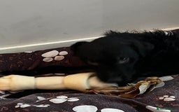 Mixed Breed dogs for sale: Patterdale x jack russle - Image 3