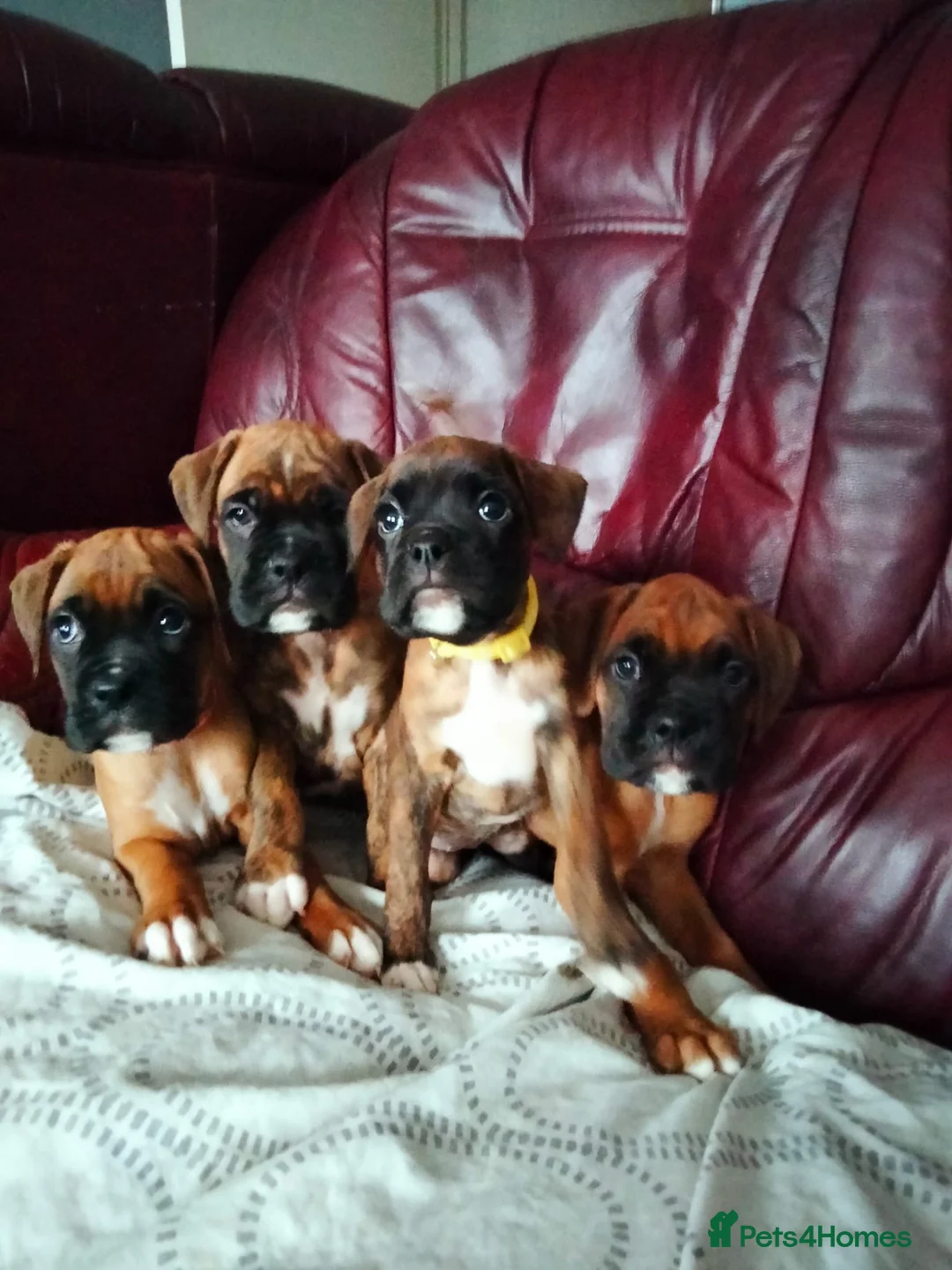 Boxer dogs for sale: Gorgeous Boxer Puppies Available... - Advert 6