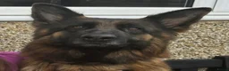 German Shepherd dogs for sale: Stunning long haired German shepherds  - Advert 11