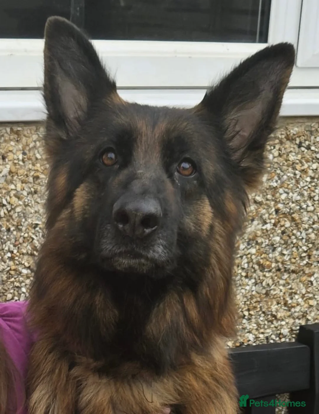 German Shepherd dogs for sale: Stunning long haired German shepherds  - Advert 11