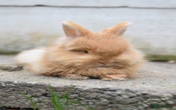 Mixed Breed rabbits for sale: Angora x Lionhead Female Looking For Home  - Image 6