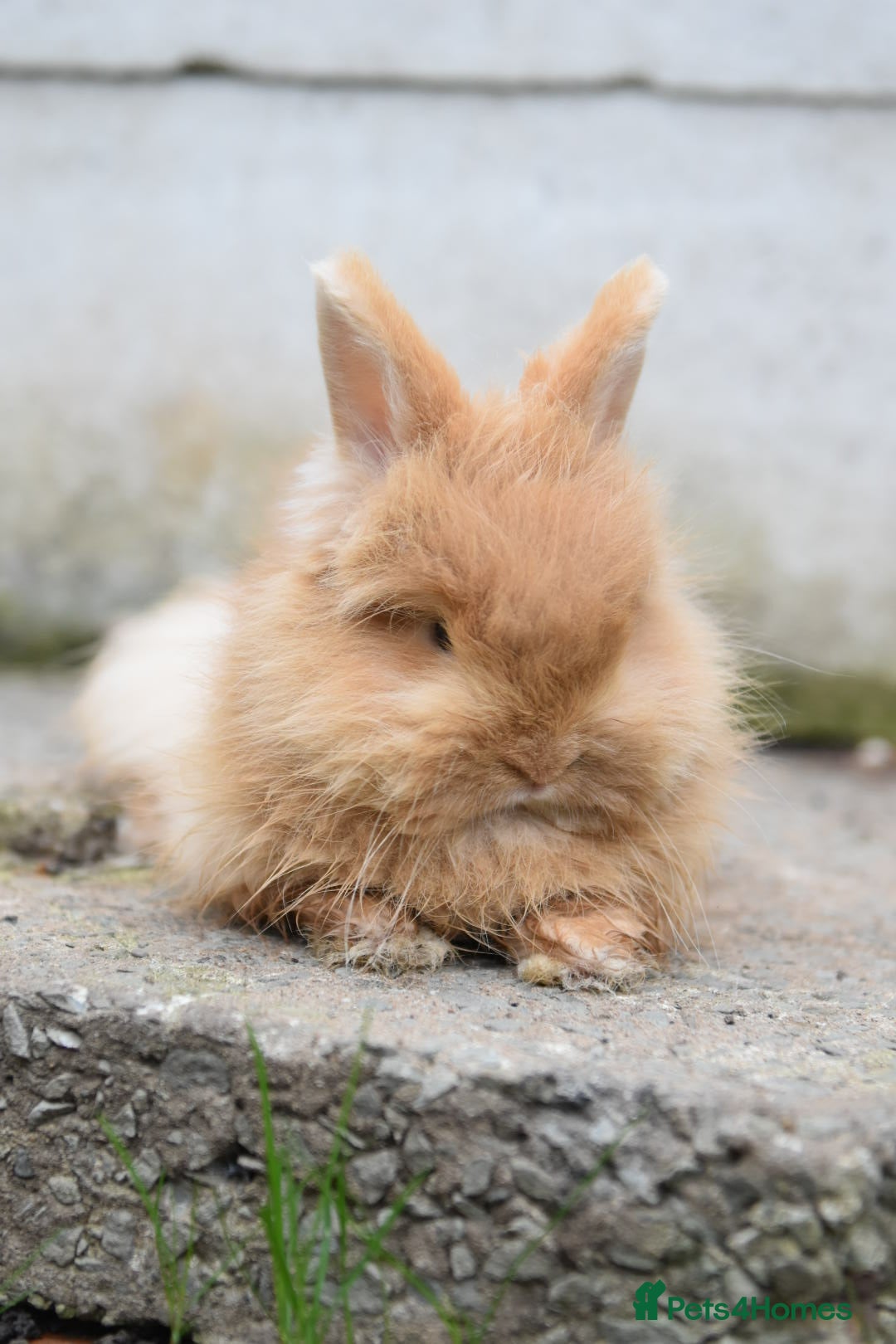 Mixed Breed rabbits for sale: Angora x Lionhead Female Looking For Home  - Image 6