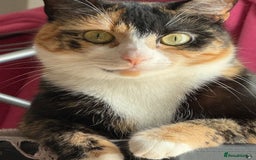 Domestic Shorthair cats for sale: 2 year old spayed female cat + accessories - Image 3