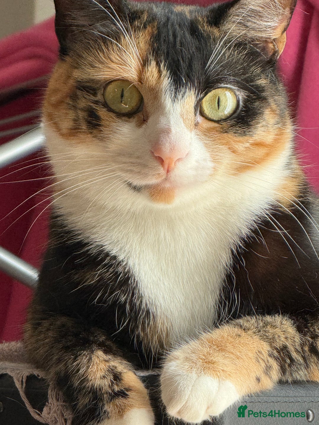 Domestic Shorthair cats for sale: 2 year old spayed female cat + accessories - Image 3