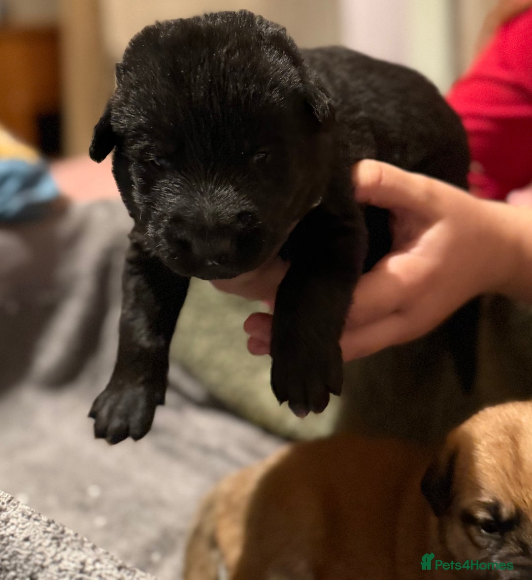 Mixed Breed dogs for sale: German shepherd, Labrador mix puppies for sale  - Advert 3