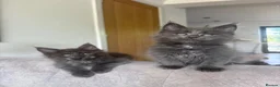 Maine Coon cats for sale: Maine Coon Kittens Russian & European Champ Lines  - Advert 12