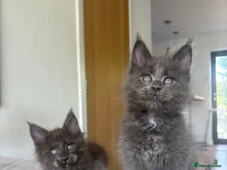 Maine Coon cats Maine Coon Kittens Russian & European Champ Lines - Advert 6