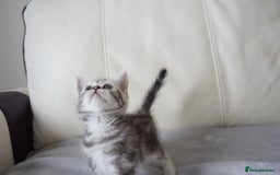 British Shorthair cats for sale: STUNNING British Shorthair Kittens Silver Tabbies - Image 22
