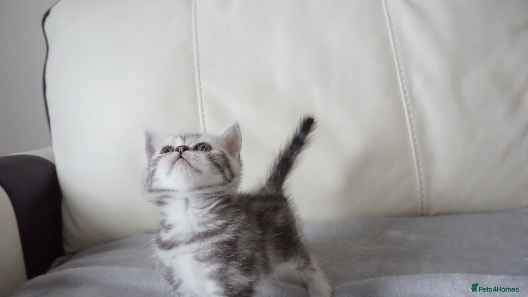 British Shorthair cats for sale: STUNNING British Shorthair Kittens Silver Tabbies - Image 22