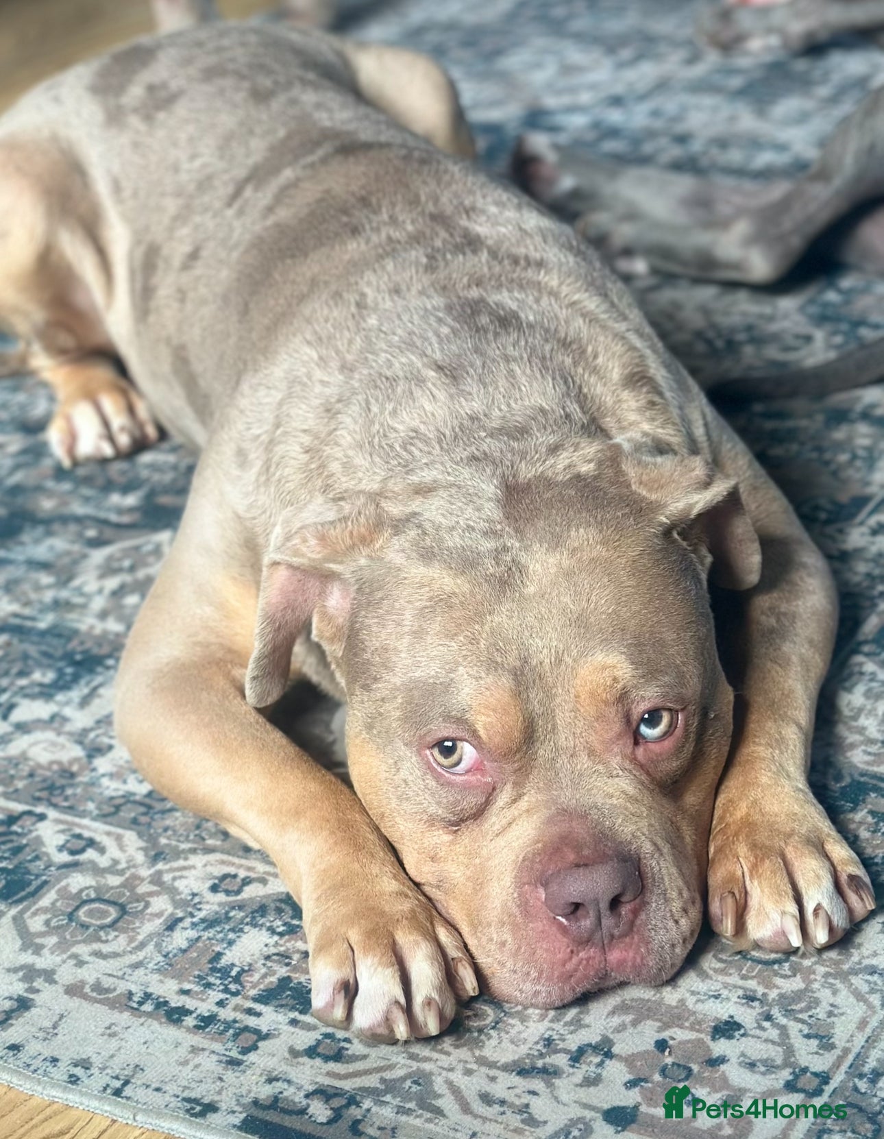 Mixed Breed dogs Merle mixed breed bulldog - Advert 5