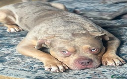 Mixed Breed dogs for sale: Merle mixed breed bulldog - Image 1