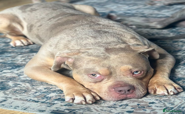 Mixed Breed dogs - Advert 4