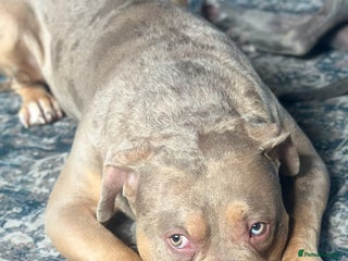 Mixed Breed dogs for sale - Advert 1