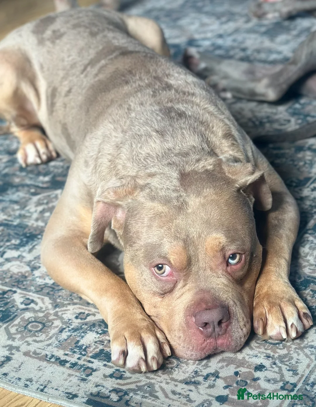 Mixed Breed dogs for sale: Alapaha Blue-Blood bulldog mix - Advert 2