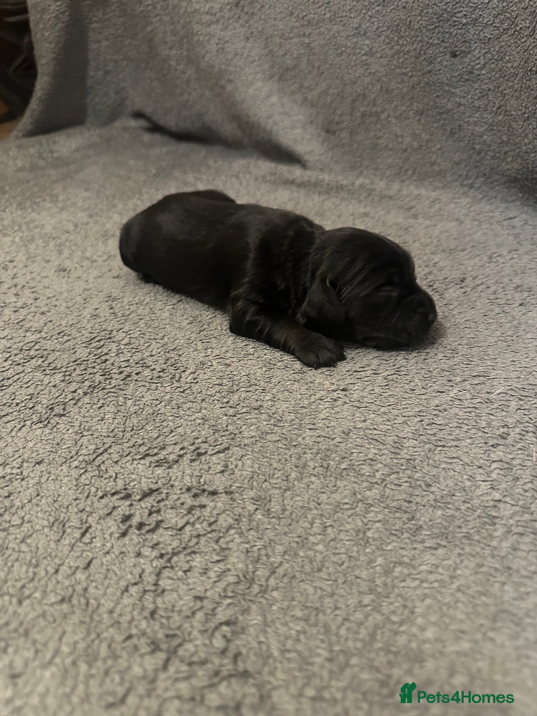 Mixed Breed dogs for sale: Sprockerdor bitch pup *READY NOW* - Advert 23