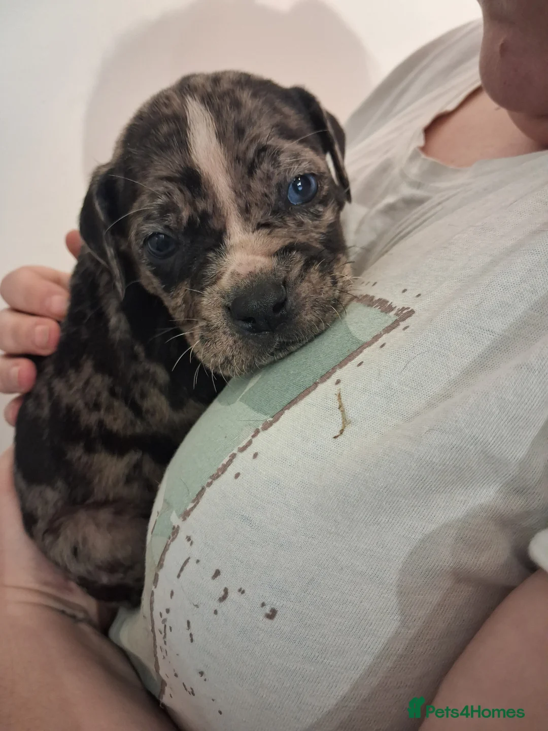 Mixed Breed dogs for sale: Alapaha Blue Blood Bulldog X Cane Corso Puppies  - Advert 1