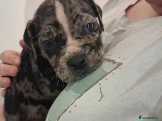 Mixed Breed dogs Alapaha Blue Blood Bulldog X Cane Corso Puppies - Advert 4