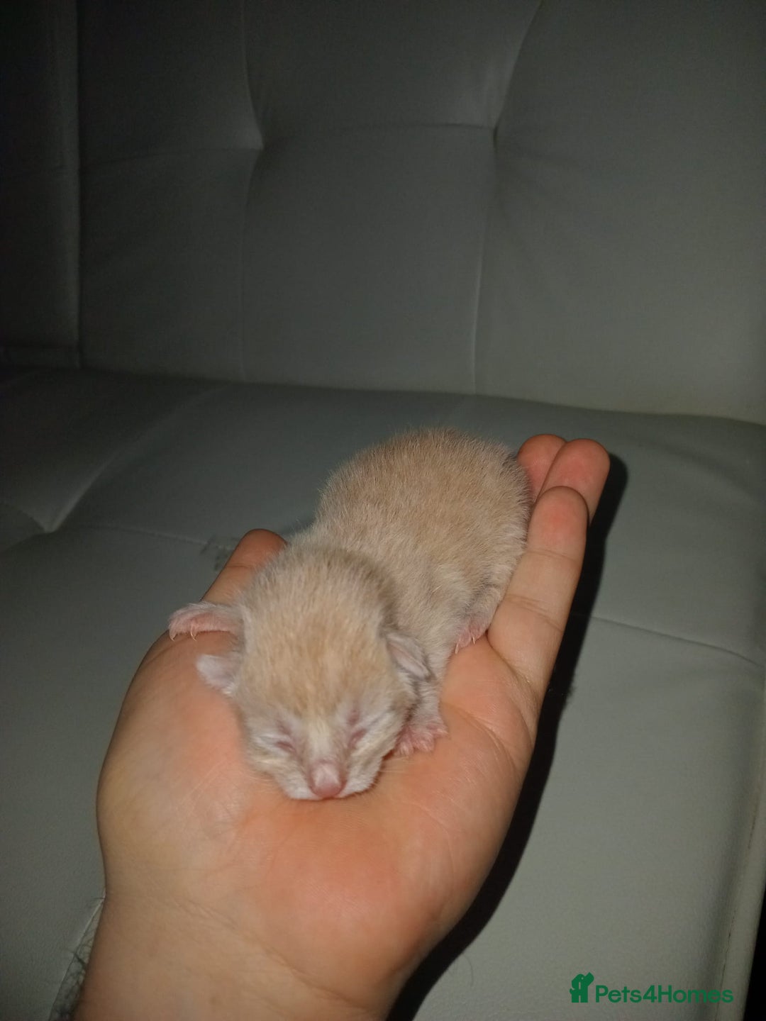 Bengal cats for sale: Bengal kittens for rehome - Image 11
