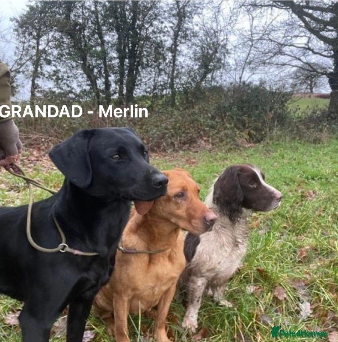 Labrador Retriever dogs for sale: Quality KC registered BLK Labrador Retriever Bitch - Image 15
