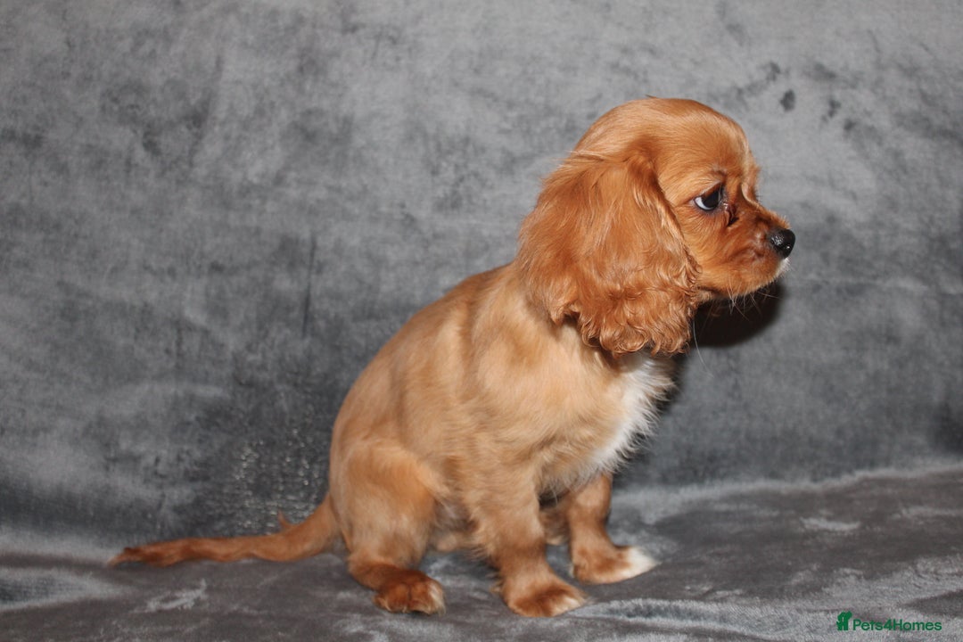 Cavalier King Charles Spaniel dogs for sale: Gorgeous Cavalier King Charles Spaniel Boy - Image 5